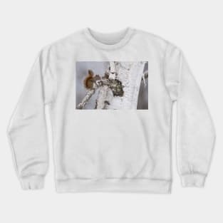 Red Squirrel Crewneck Sweatshirt